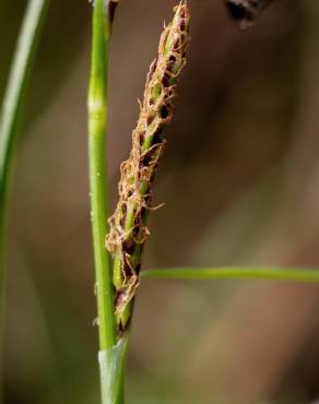 Fotografia 12 da espécie Carex binervis no Jardim Botânico UTAD