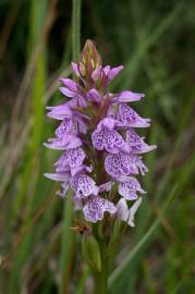 Fotografia da espécie Dactylorhiza maculata