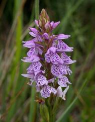 Dactylorhiza maculata