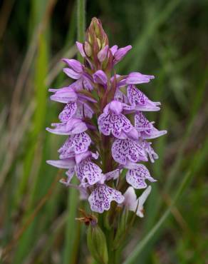 Fotografia 1 da espécie Dactylorhiza maculata no Jardim Botânico UTAD