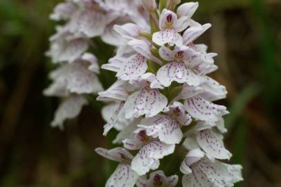 Fotografia da espécie Dactylorhiza maculata