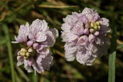 Fotografia da espécie Dactylorhiza maculata