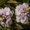 Fotografia 3 da espécie Dactylorhiza maculata do Jardim Botânico UTAD