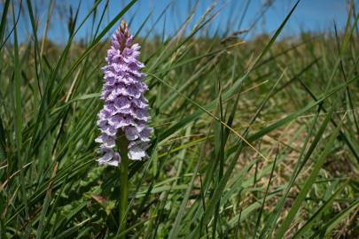 Fotografia da espécie Dactylorhiza maculata