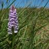 Fotografia 4 da espécie Dactylorhiza maculata do Jardim Botânico UTAD