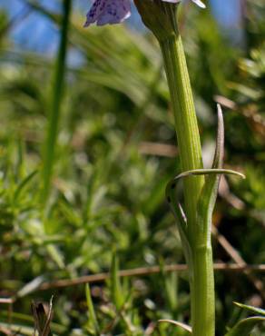 Fotografia 5 da espécie Dactylorhiza maculata no Jardim Botânico UTAD