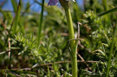 Fotografia da espécie Dactylorhiza maculata