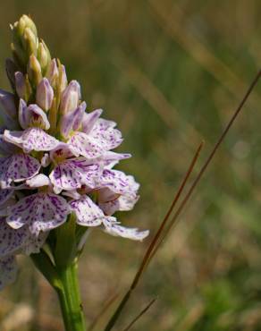 Fotografia 6 da espécie Dactylorhiza maculata no Jardim Botânico UTAD