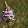 Fotografia 6 da espécie Dactylorhiza maculata do Jardim Botânico UTAD