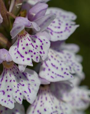 Fotografia 7 da espécie Dactylorhiza maculata no Jardim Botânico UTAD