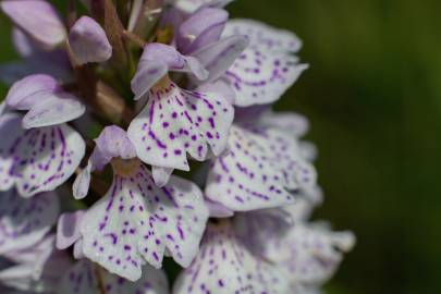 Fotografia da espécie Dactylorhiza maculata