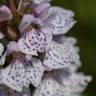 Fotografia 7 da espécie Dactylorhiza maculata do Jardim Botânico UTAD