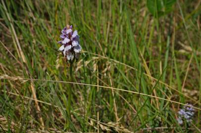 Fotografia da espécie Dactylorhiza maculata