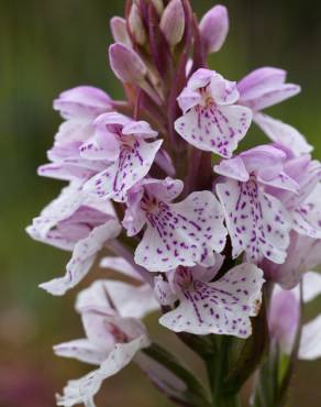 Fotografia 10 da espécie Dactylorhiza maculata no Jardim Botânico UTAD