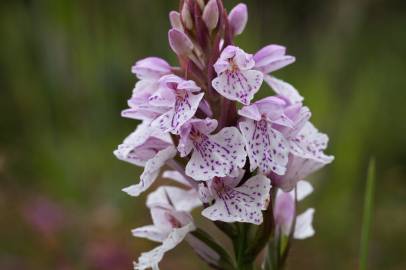 Fotografia da espécie Dactylorhiza maculata