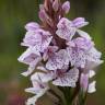 Fotografia 10 da espécie Dactylorhiza maculata do Jardim Botânico UTAD