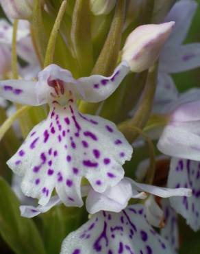 Fotografia 11 da espécie Dactylorhiza maculata no Jardim Botânico UTAD