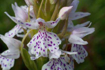 Fotografia da espécie Dactylorhiza maculata