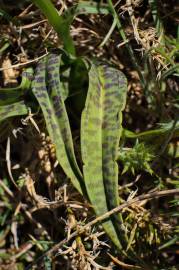 Fotografia da espécie Dactylorhiza maculata