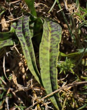 Fotografia 12 da espécie Dactylorhiza maculata no Jardim Botânico UTAD