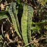 Fotografia 12 da espécie Dactylorhiza maculata do Jardim Botânico UTAD