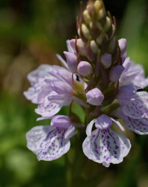 Fotografia 13 da espécie Dactylorhiza maculata no Jardim Botânico UTAD