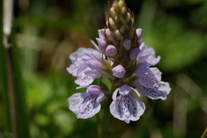 Fotografia da espécie Dactylorhiza maculata