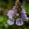 Fotografia 13 da espécie Dactylorhiza maculata do Jardim Botânico UTAD