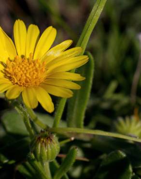 Fotografia 1 da espécie Calendula suffruticosa subesp. algarbiensis no Jardim Botânico UTAD