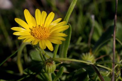 Fotografia da espécie Calendula suffruticosa subesp. algarbiensis