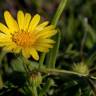 Fotografia 1 da espécie Calendula suffruticosa subesp. algarbiensis do Jardim Botânico UTAD