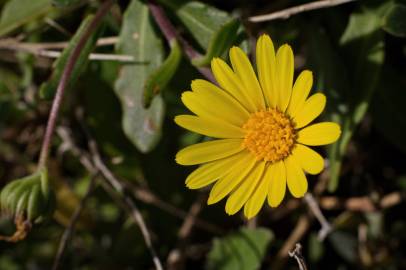 Fotografia da espécie Calendula suffruticosa subesp. algarbiensis