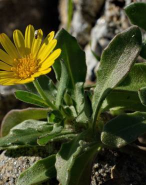 Fotografia 5 da espécie Calendula suffruticosa subesp. algarbiensis no Jardim Botânico UTAD