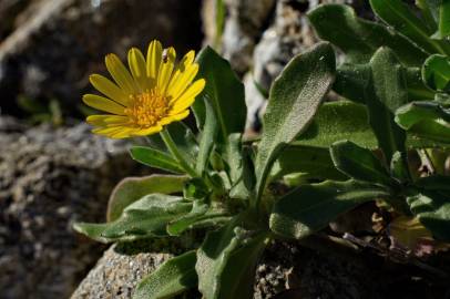 Fotografia da espécie Calendula suffruticosa subesp. algarbiensis