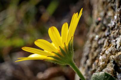 Fotografia da espécie Calendula suffruticosa subesp. algarbiensis