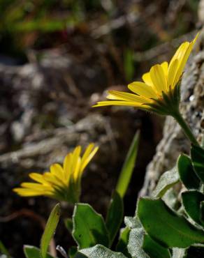 Fotografia 7 da espécie Calendula suffruticosa subesp. algarbiensis no Jardim Botânico UTAD