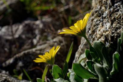 Fotografia da espécie Calendula suffruticosa subesp. algarbiensis