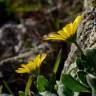 Fotografia 7 da espécie Calendula suffruticosa subesp. algarbiensis do Jardim Botânico UTAD