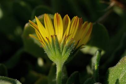 Fotografia da espécie Calendula suffruticosa subesp. algarbiensis