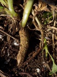 Fotografia da espécie Calendula suffruticosa subesp. algarbiensis