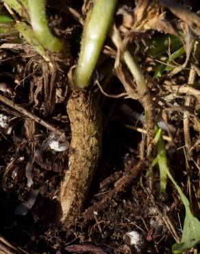 Fotografia 10 da espécie Calendula suffruticosa subesp. algarbiensis no Jardim Botânico UTAD