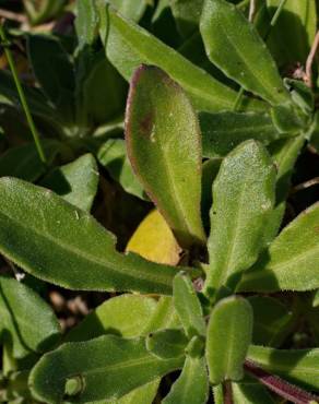 Fotografia 11 da espécie Calendula suffruticosa subesp. algarbiensis no Jardim Botânico UTAD