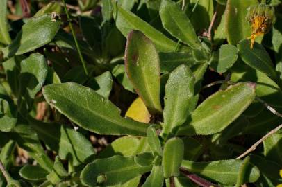 Fotografia da espécie Calendula suffruticosa subesp. algarbiensis