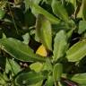 Fotografia 11 da espécie Calendula suffruticosa subesp. algarbiensis do Jardim Botânico UTAD