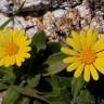 Fotografia 12 da espécie Calendula suffruticosa subesp. algarbiensis do Jardim Botânico UTAD