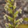 Fotografia 6 da espécie Teucrium scorodonia subesp. scorodonia do Jardim Botânico UTAD