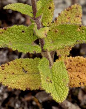 Fotografia 7 da espécie Teucrium scorodonia subesp. scorodonia no Jardim Botânico UTAD