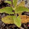 Fotografia 7 da espécie Teucrium scorodonia subesp. scorodonia do Jardim Botânico UTAD