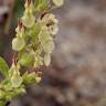 Fotografia 8 da espécie Teucrium scorodonia subesp. scorodonia do Jardim Botânico UTAD