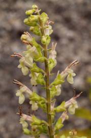 Fotografia da espécie Teucrium scorodonia subesp. scorodonia